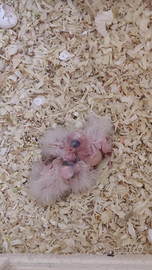 Pulli calopsite da allevare a mano