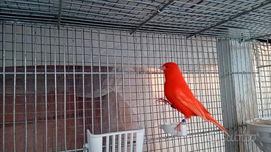 Canarino maschio rosso