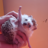 Riccio africano femmina di 3 anni