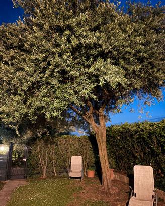 ulivo giardino ornamentale