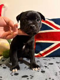 Cuccioli Staffordshire bull terrier