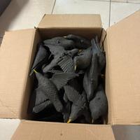 Stampi plastica storni