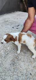 Cuccioli breton