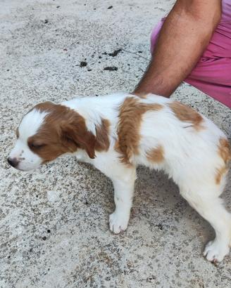 Cuccioli breton