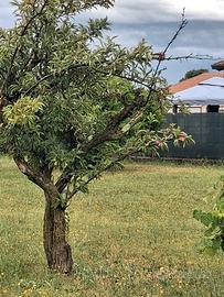 Terreno edificabile 700m³ gonars