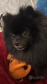 Pomerania per accoppiamento