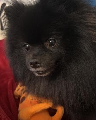 Pomerania per accoppiamento