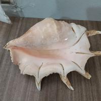 conchiglia grande vintage 