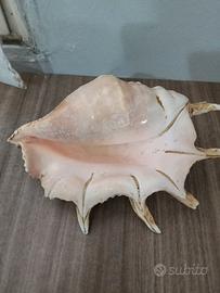 conchiglia grande vintage 