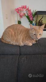 Gatto Europeo