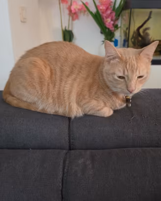 Gatto Europeo
