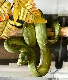 Pitone Verde (Morelia Viridis) Adulto con CITES