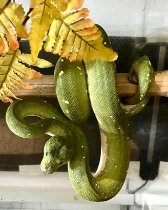 Pitone Verde (Morelia Viridis) Adulto con CITES