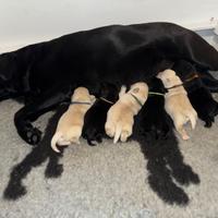 Cuccioli Labradror Retriever