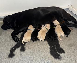 Cuccioli Labradror Retriever