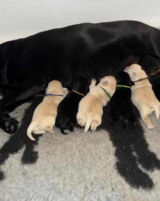 Cuccioli Labradror Retriever
