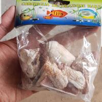 Conchiglie nuove per acquario