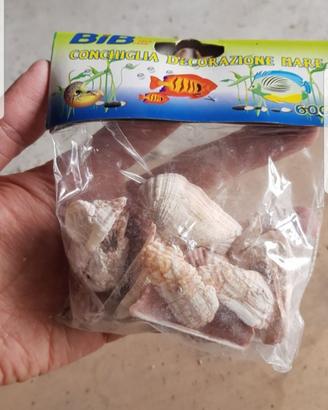 Conchiglie nuove per acquario