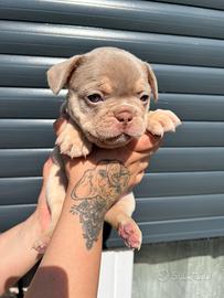 Bulldog francese maschio