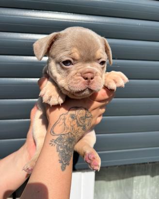 Bulldog francese maschio