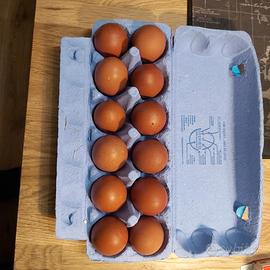 Materiale fecondo galline Marans