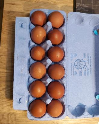 Materiale fecondo galline Marans