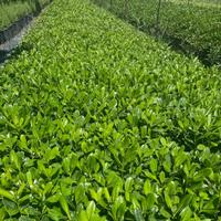 Alloro, Pitosforo, Rosmarino, Leccio