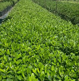 Alloro, Pitosforo, Rosmarino, Leccio