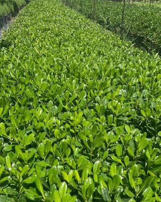 Alloro, Pitosforo, Rosmarino, Leccio