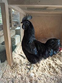 Ayam Cemani