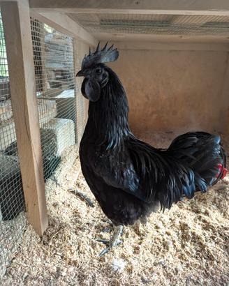Ayam Cemani