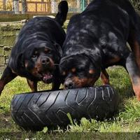 Cuccioli di rotweiler