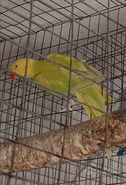 Coppia parrocchetti dal collare