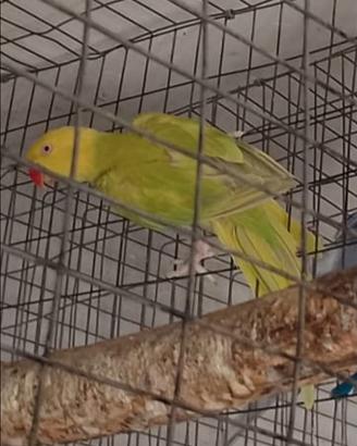 Coppia parrocchetti dal collare
