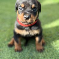 Rottweiler cuccioli