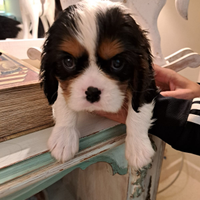 Cavalier king con pedigree enci