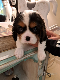 Cavalier king con pedigree enci