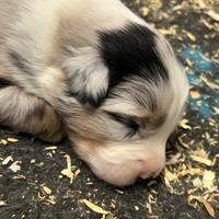 Pastore Australiano allevamento