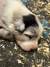 Pastore Australiano allevamento