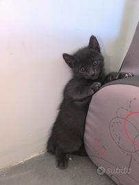 Gattino blu di russia