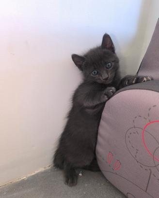 Gattino blu di russia