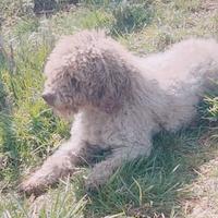 Lagotto romagnolo tartufi