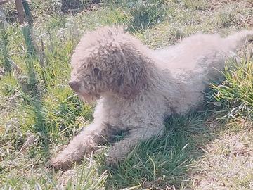Lagotto romagnolo tartufi