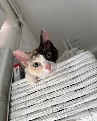 Coppia di gatti
