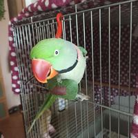 Parrocchetto alessandrino maschio