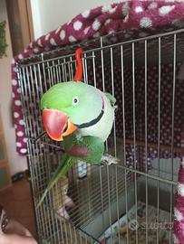 Parrocchetto alessandrino maschio