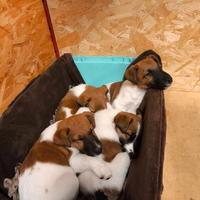 Fox Terrier pelo liscio cuccioli