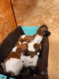 Fox Terrier pelo liscio cuccioli