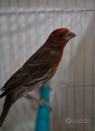 Ciuffolotti messicani