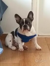 Cucciolo di bulldog francese di 6 mesi